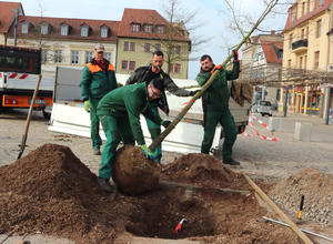 Fünf neue Purpurerlen wurden auf dem Marktplatz gepflanzt 
