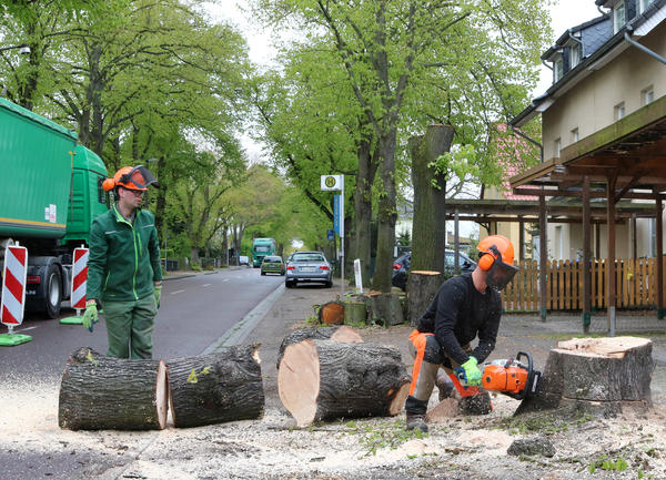 In Vorbereitung auf den Ausbau wurden im April drei Bäume mit starken Vitalitätsmängeln gefällt 