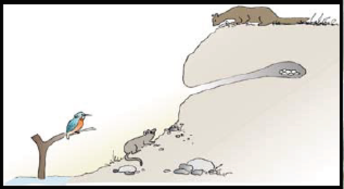 Uferabbruch mit Eisvogelhöhle
