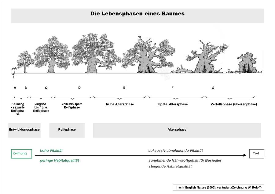 Die Lebensphasen eines Baumes - nach English Nature (2000), Naturschutz und Denkmalpflege in historischen Parkanlagen 