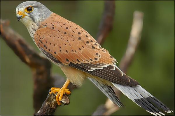 Naturerlebnispfad_Turmfalke 