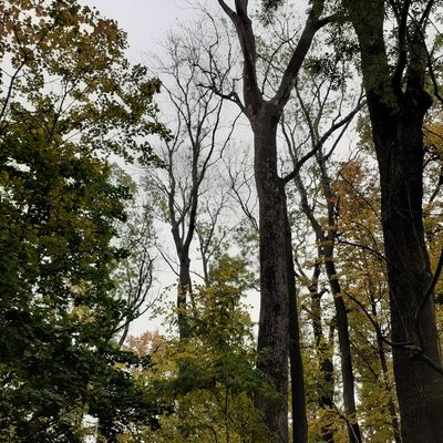 Abgestorbene Esche auf dem Papenberg